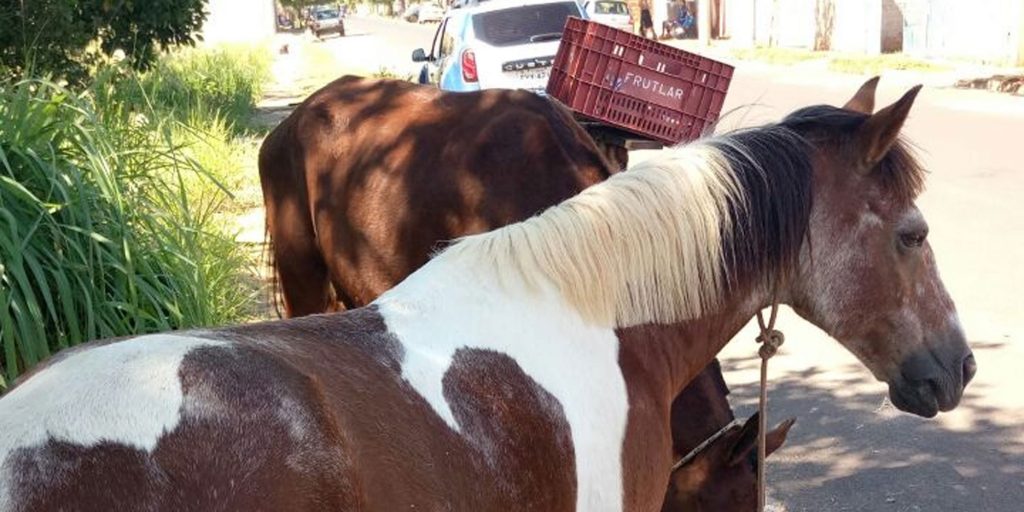 Guarda Municipal recupera cavalos furtados do Sítio Escola – Folha da Região