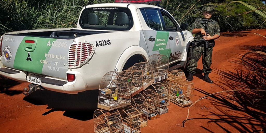 Operação da Polícia Ambiental termina com quase R$ 500 mil em multas e várias apreensões – Folha da Região