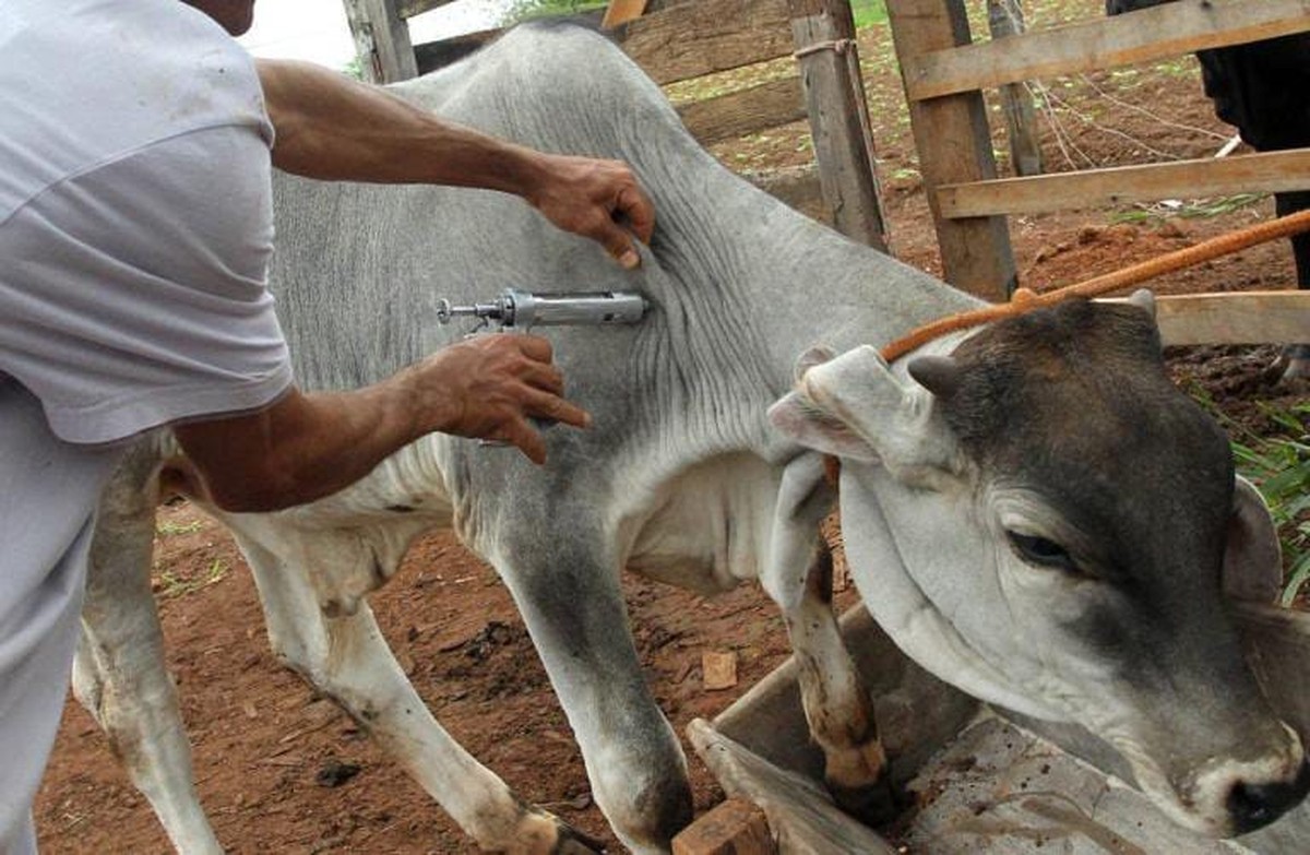 Caruaru inicia 1ª etapa da campanha de vacinação contra febre aftosa | Caruaru e Região | G1