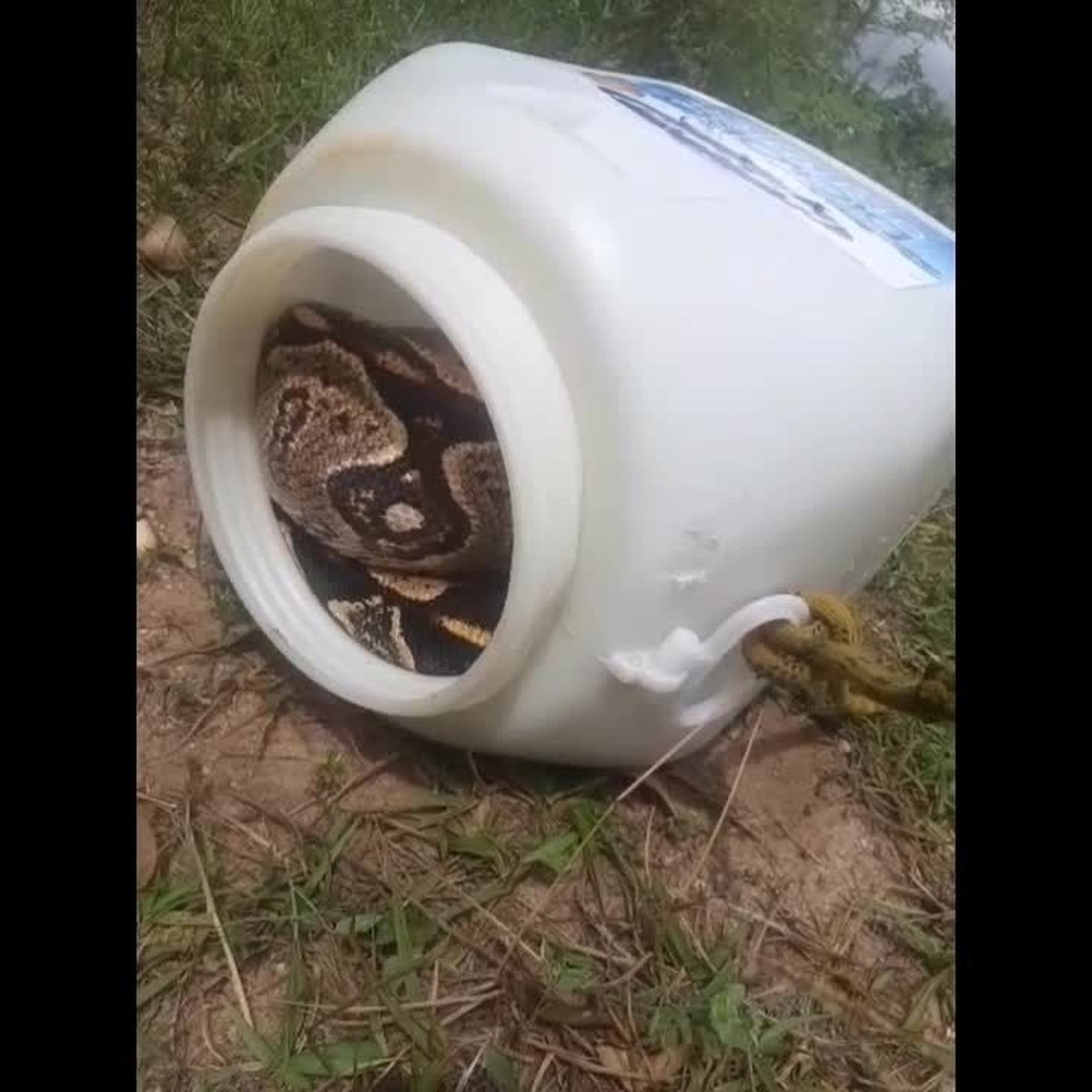 Jiboia de quase 3 metros é encontrada em casa na zona rural de São Gonçalo do Amarante