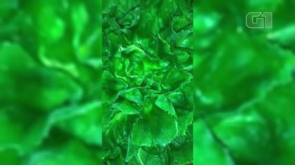 Plantação de chicória congela com o frio na região de Três Picos, em Nova Friburgo, no RJ