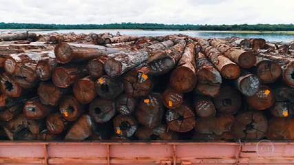 VÍDEO: PF apreende toneladas de madeira extraída ilegalmente da Amazônia