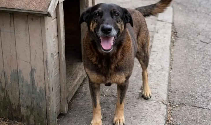 Como um boné e um moletom ajudaram a polícia a desvendar a morte do cão Orelha